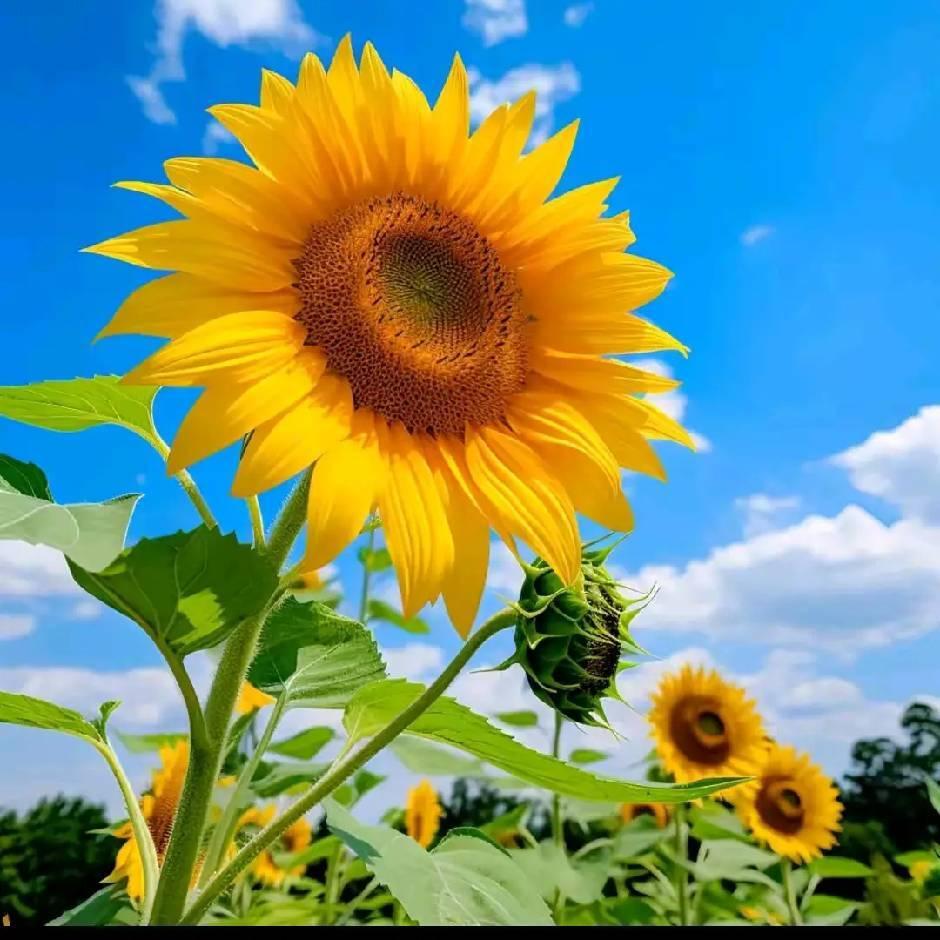 最近，军队采购网挂出了一份公告，四川九洲光电科技股份有限公司在2024-JH01