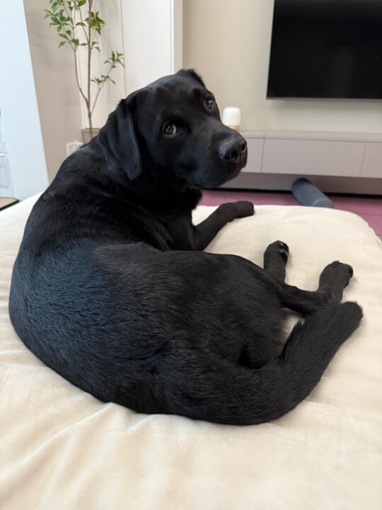他绝对没拿自己当狗 ！🐶