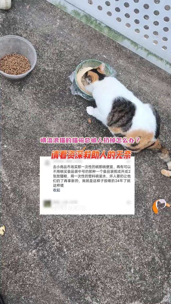 喂流浪猫的猫碗总被人扔掉怎么办？请看资深救助人的无奈。去小商品市场买一次性的碗