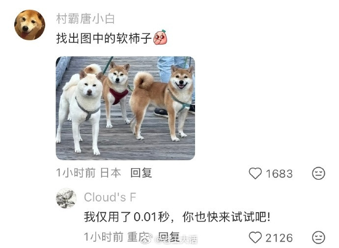 原来软柿子在人群里这么明显