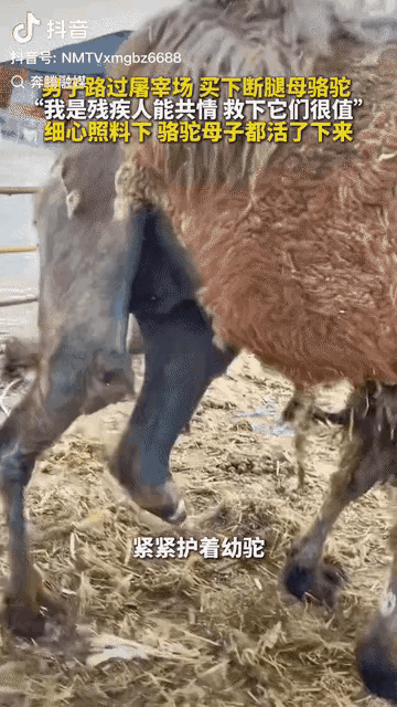 内蒙古鄂尔多斯，一男子看到一峰腿部受伤的哺乳期母骆驼将要被宰杀，旁边还站着小骆驼