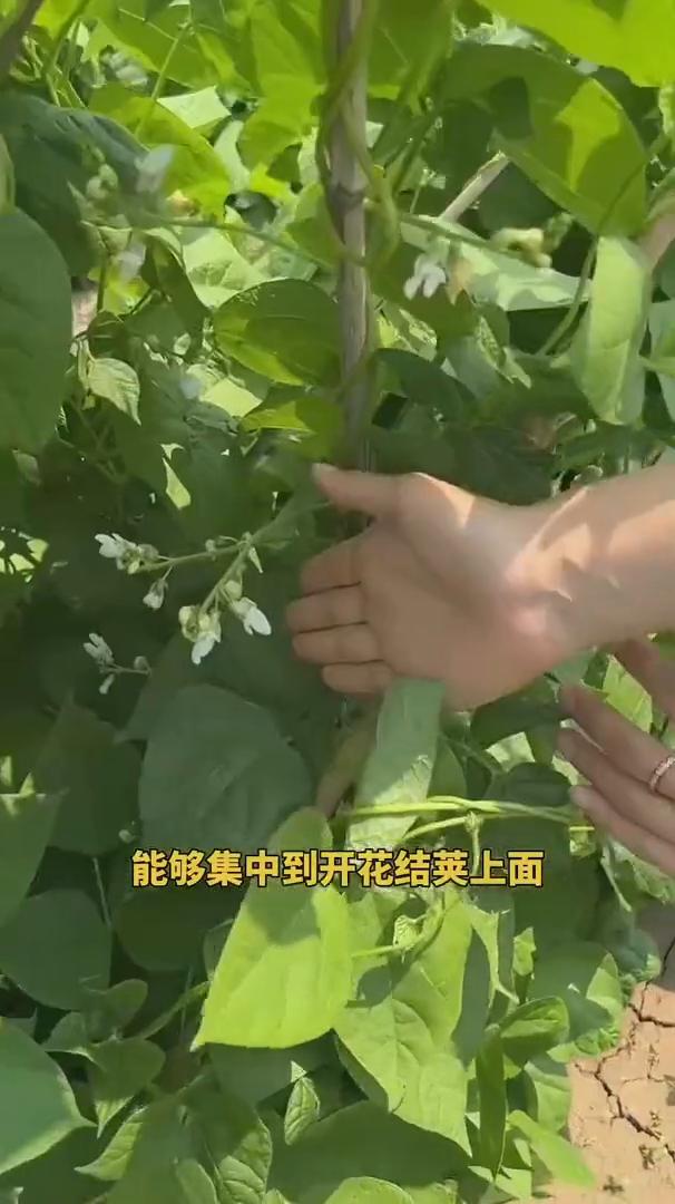 大家种植豆角的时候都会遇到同样的问题，就是豆角枝叶长得特别旺盛，但是到了开花结荚
