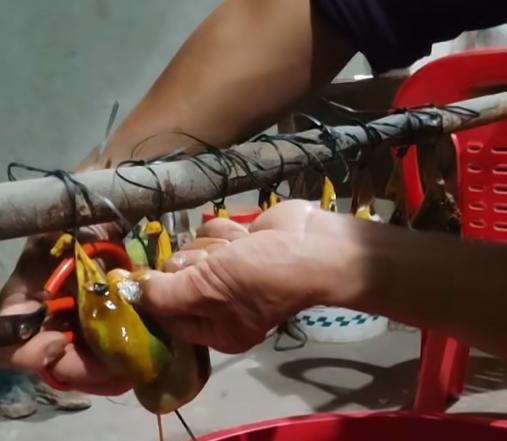 大家知道这些是什么吗？这是我们猪身上的一个部位，叫做猪苦胆。我们把它拿回家后，先