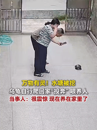 ”解释不清了！”广东汕头，一女子发视频分享，她家公公以前常常去附近水塘投喂一只乌