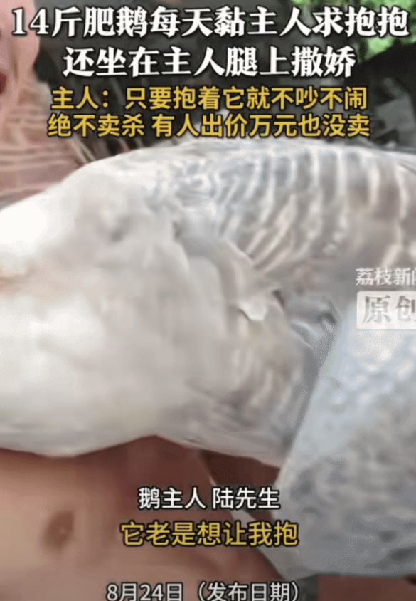 “太有灵性！”广西贺州，男子养的14斤肥鹅，突然跑来要他抱抱，还坐在他的腿上撒娇