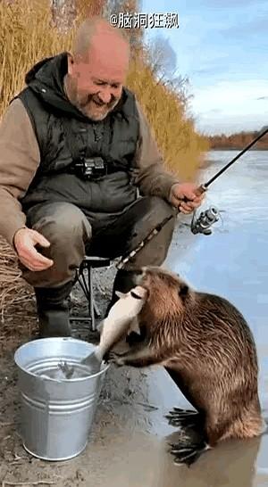钓的鱼被河狸当面抢走，这老头竟然笑了。一位外国大爷在湖边钓鱼，忙活了一上午，