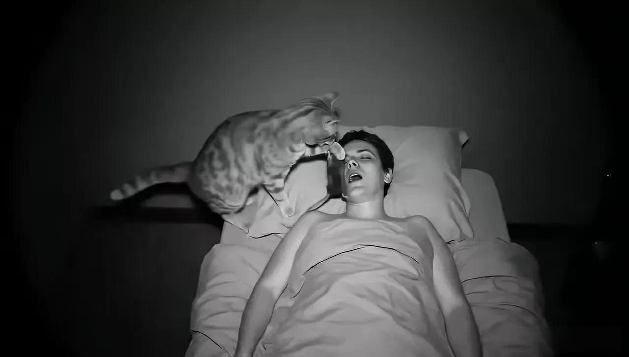 男子经常投喂一只流浪猫，这两天因为感冒发烧浑身疼躺在家里休息没有去喂它。流浪猫来