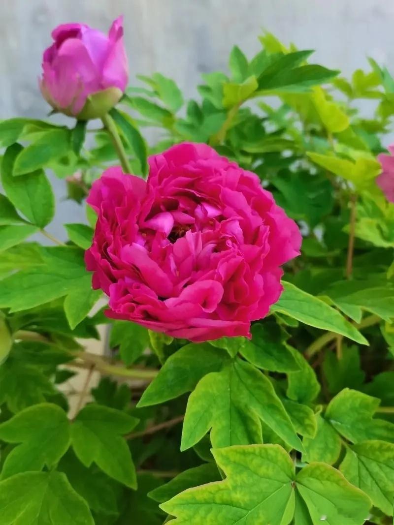 青蒿配石膏屡愈小儿高热小儿高热临床常见，以邪在气分，持续高热者居多。对于此证，业