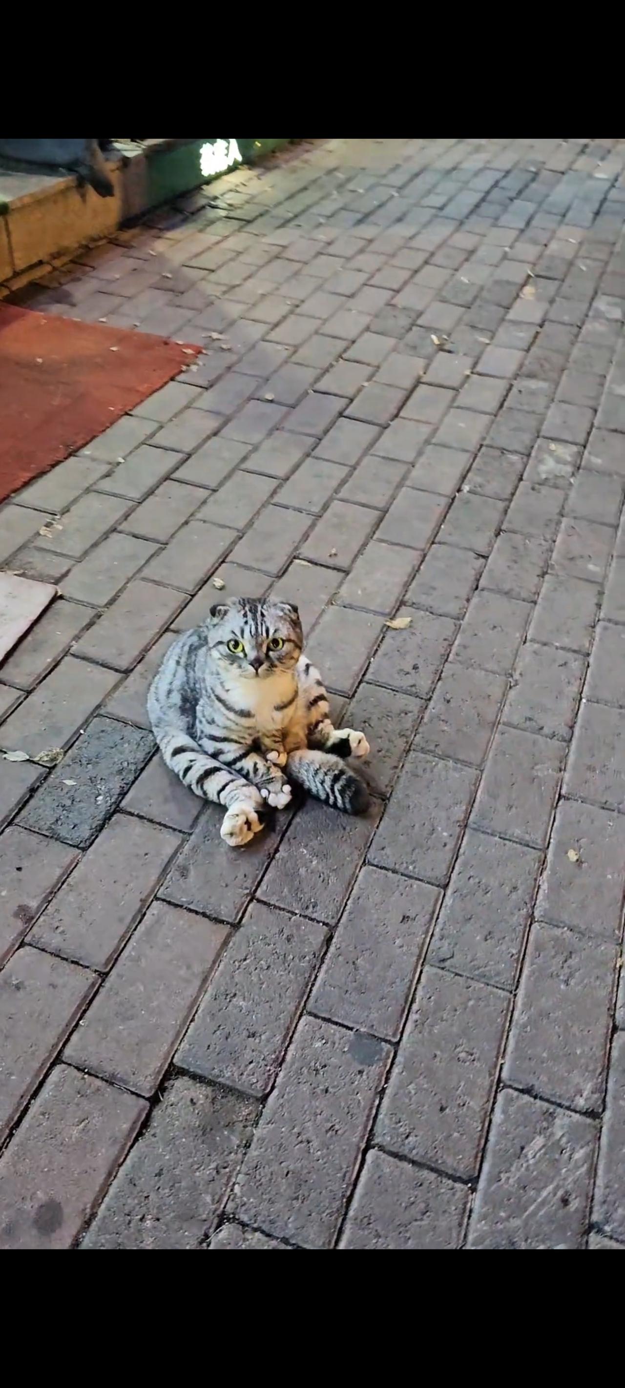 这只满脸疑惑还身患残疾的猫咪，此时的她怎么也不会想到，她和往常一样跟着主人出门遛