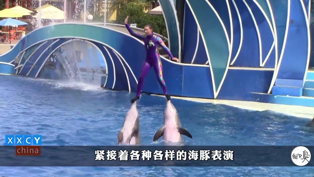 海豚音怎么发出 15344493062171397823.jpg?id=0