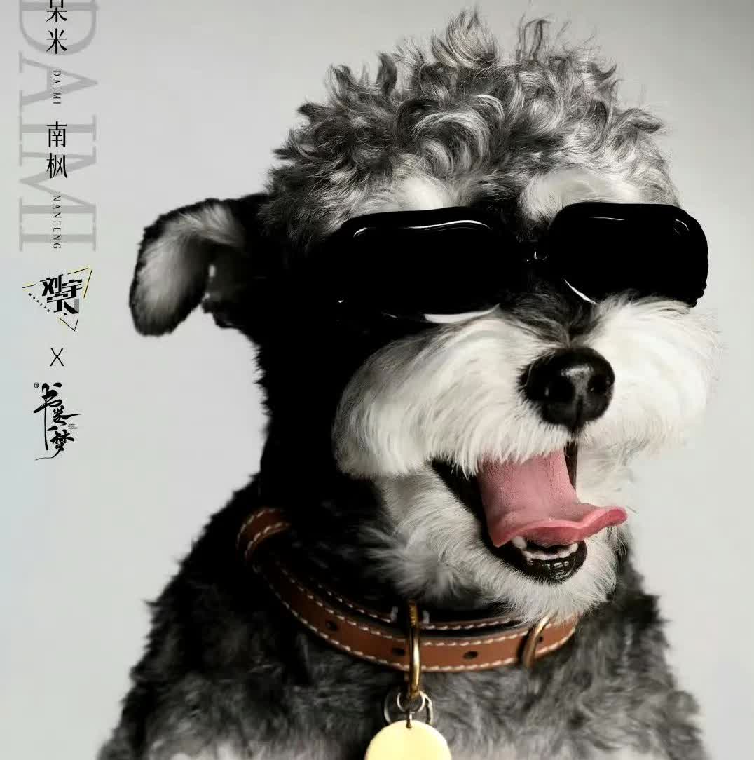 刘宇宁家的小狗，刘呆米，又出来营业了。经纪人刘宇宁帮它接了第一个角色，