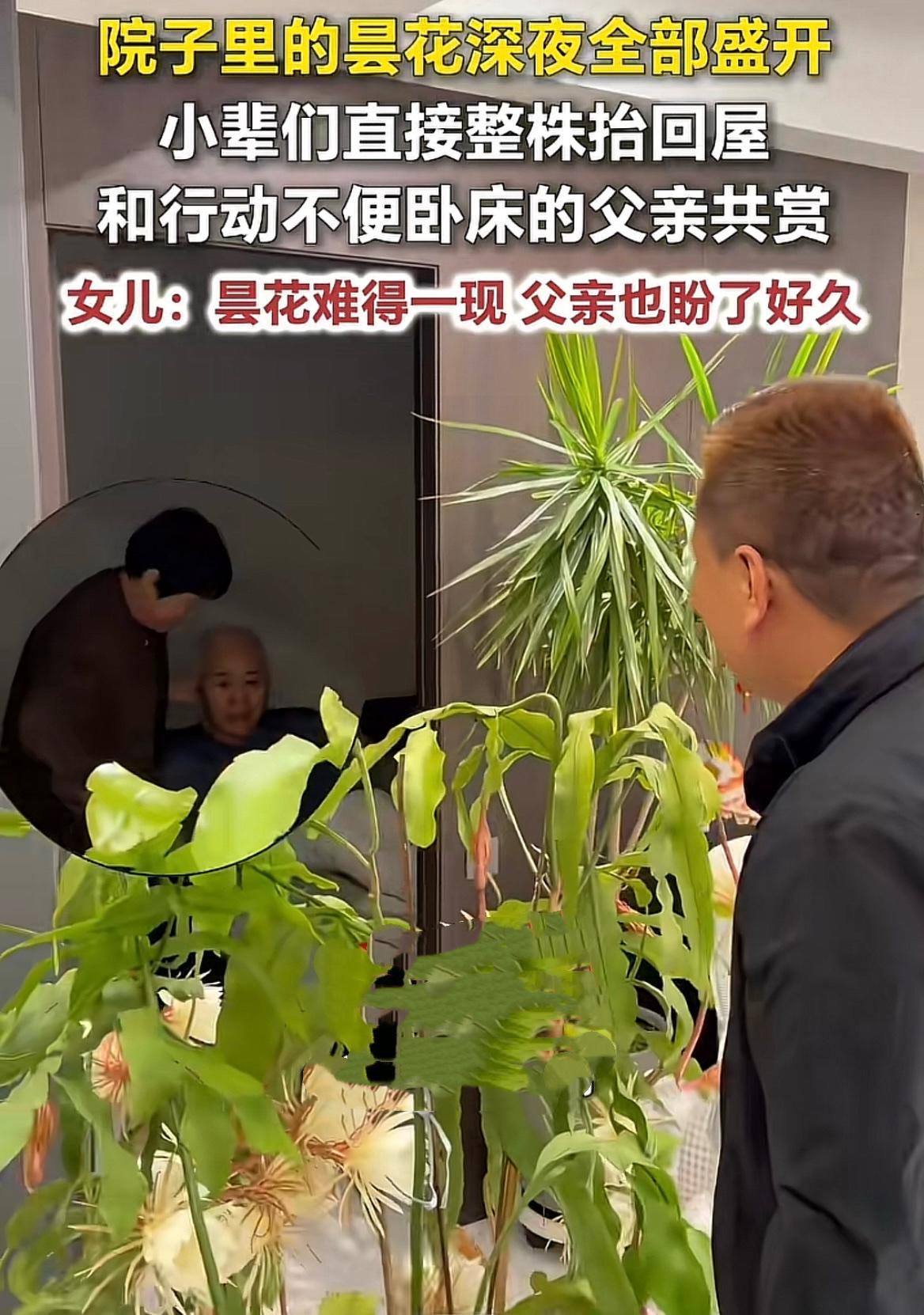 烟台莱州，连女士一家，深夜把一大盆花抬进室内，就为了让卧床的老人看上一眼，这一幕