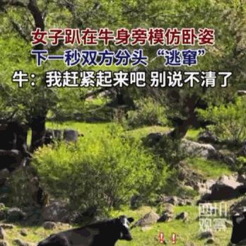 “双方都很害怕！”据媒体6月3日报道，内蒙古，辽阔壮美的草原上，一位女子本想体验