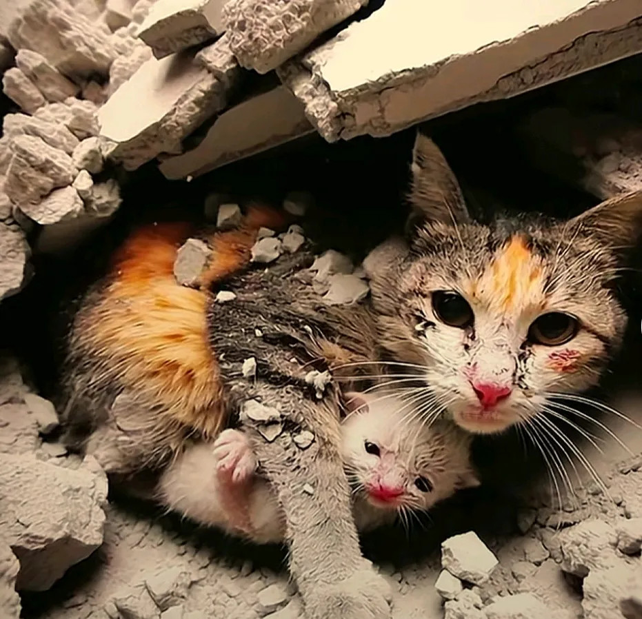 灾难过后，人们在废墟里发现了两只猫。猫妈妈用身体护住小猫咪。在生死面前，母爱都是