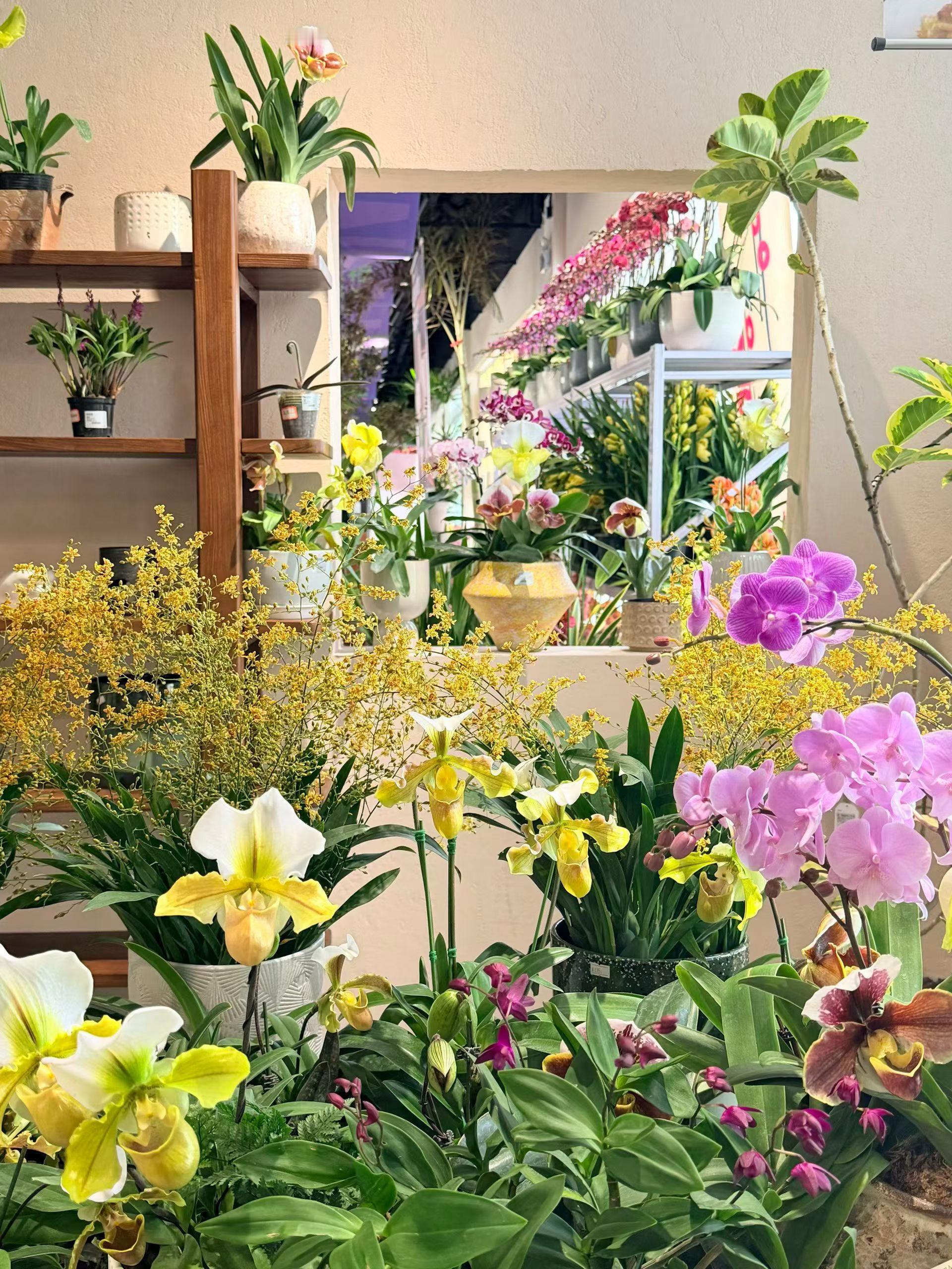 春节摄影大赛来感受这生机勃勃的春天气息，看着这些美丽的花🌸，仿佛所有的忧愁都