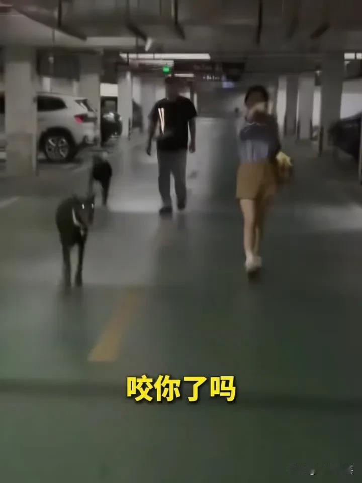 杜宾犬不栓绳，下车就扑向2岁幼童，孩子家长驱赶狗，并表示“要打死狗”，女子叫嚣：