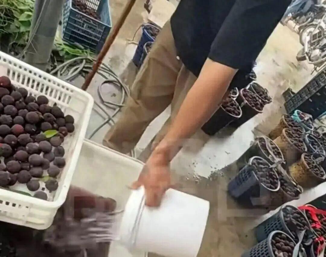 “违规泡药”事件的负面影响正蔓延至整个杨梅产业。不仅漳州杨梅产业受到重创，从上海