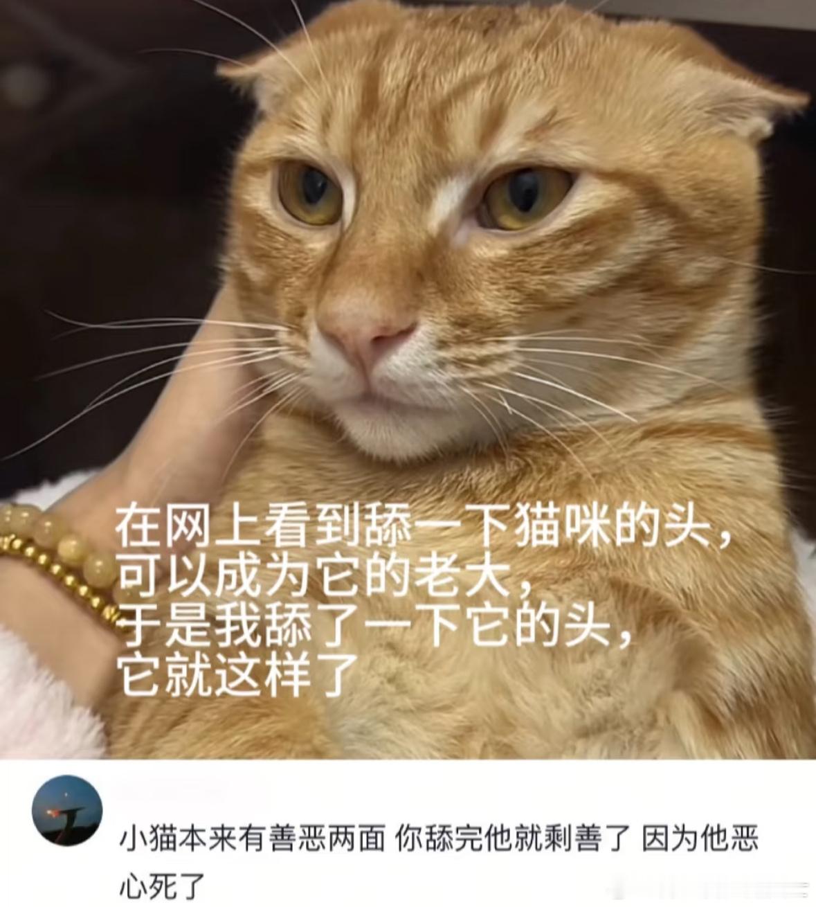 舔一下猫头会怎么样