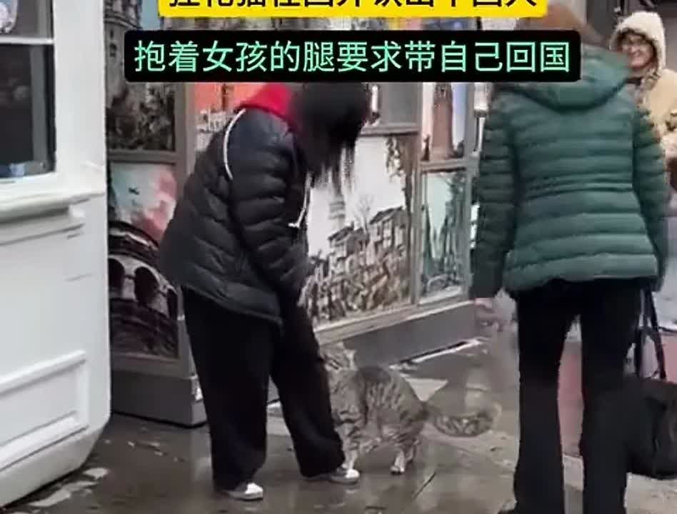 我是中国狸花猫，我要回中国！一中国女子走在国外大街上，突然一只狸花猫跑来紧紧抱着