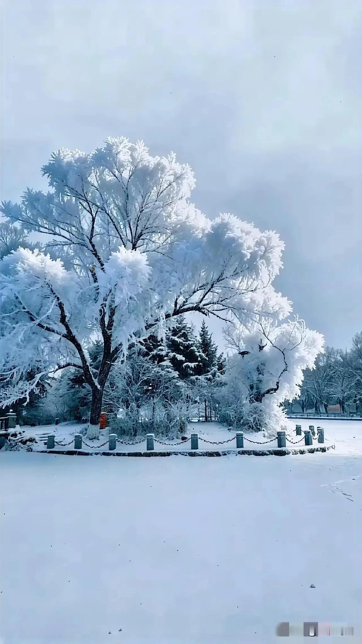 大雪纷飞过后，树枝宛如冰雕般晶莹，公园里的雾凇景观美若画卷，这般景致实在绝妙！盘
