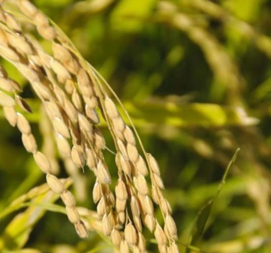 五大常任理事国的粮食自给率情况如下：第一，法国的粮食自给率高达329%，第二，俄