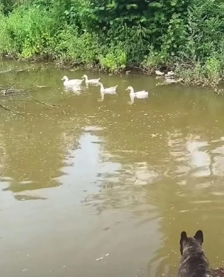 一只胖嘟嘟肥的像小板凳的狗狗和河里的几只鸭子对骂，虽然听不懂，但应该就是，有种你