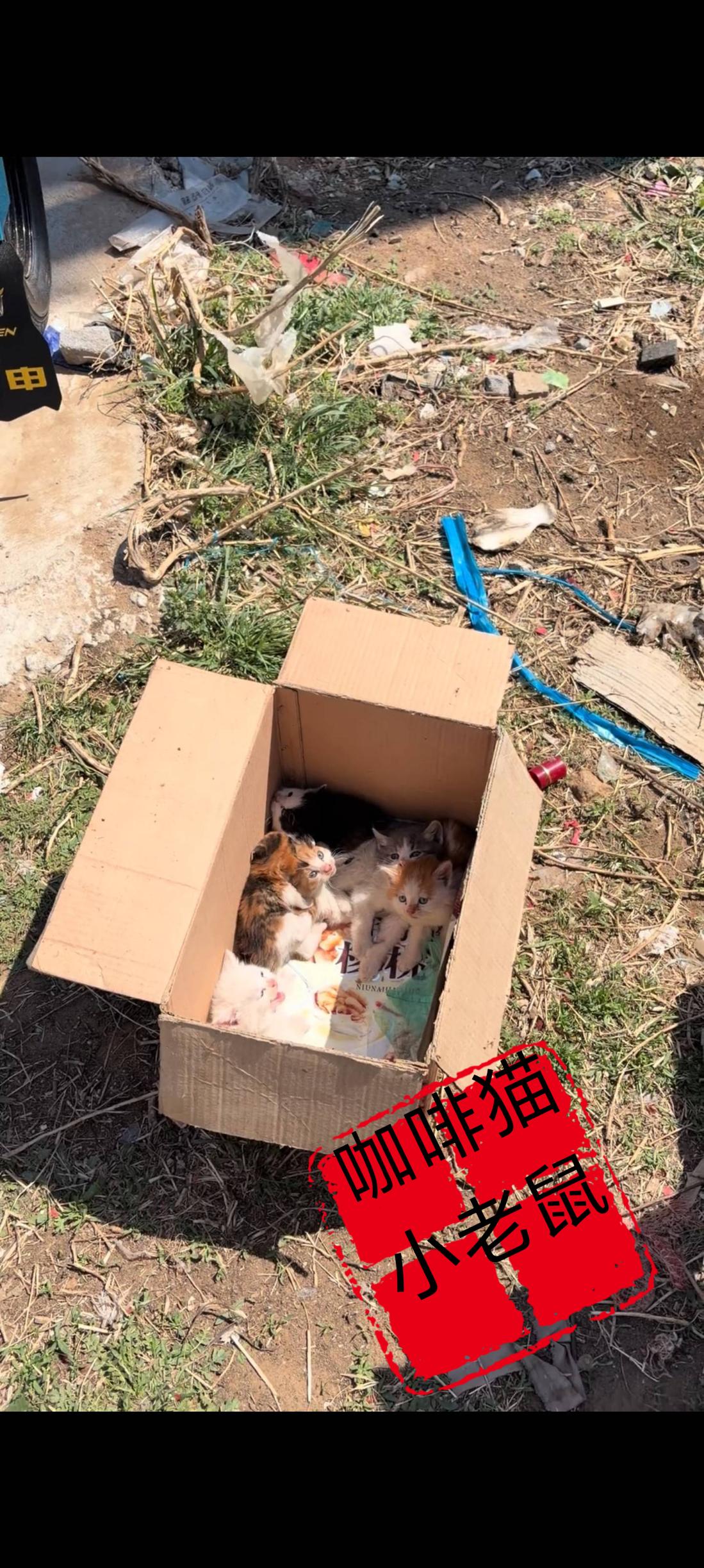 这究竟是谁家的小猫，竟然被自己的主人给丢弃在了一处人行横道的草丛里面……当路