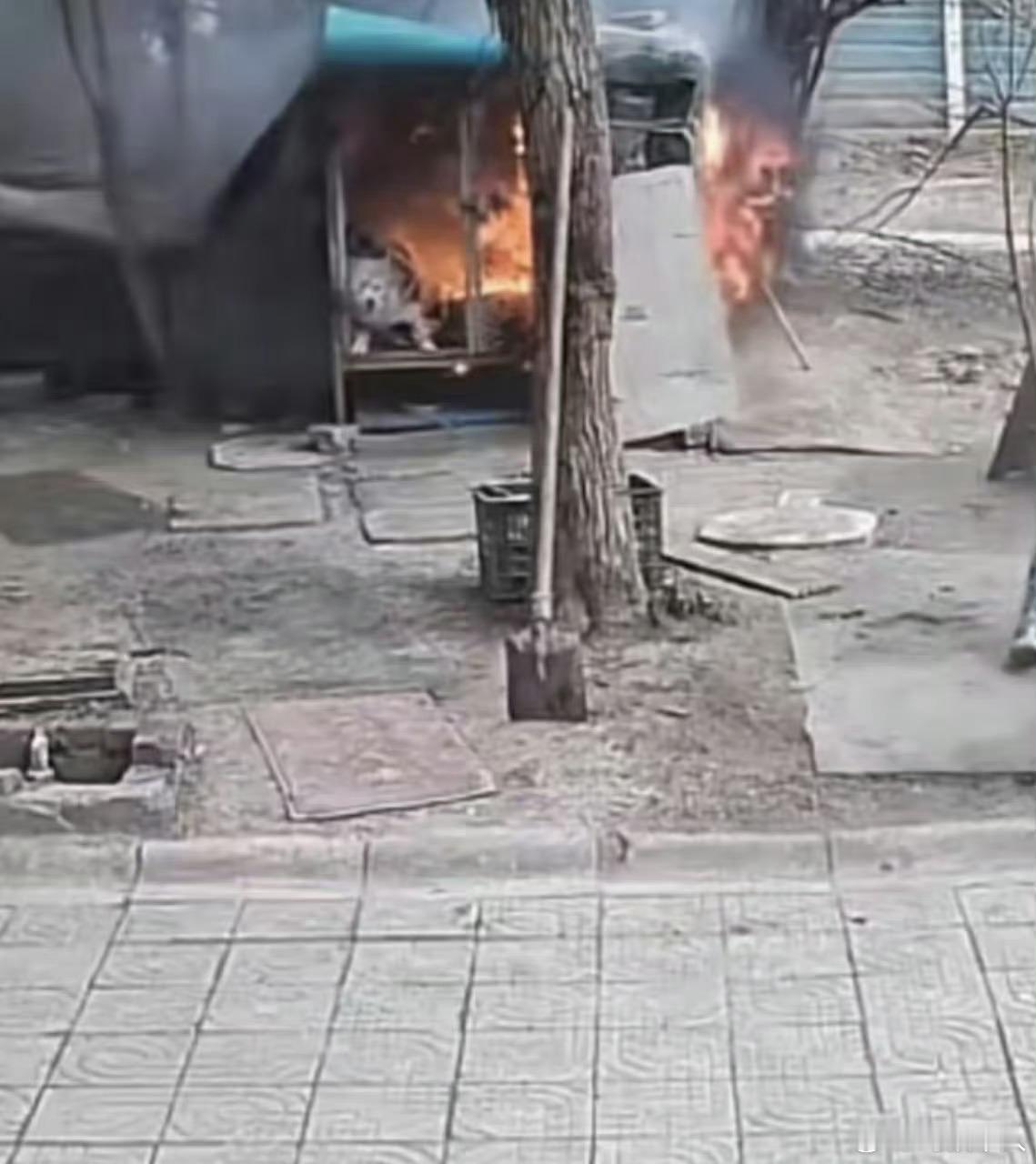 说句大实话，别说这是个狗，如果是个人这俩小孩也没有刑事责任！现在《刑法》规定的就