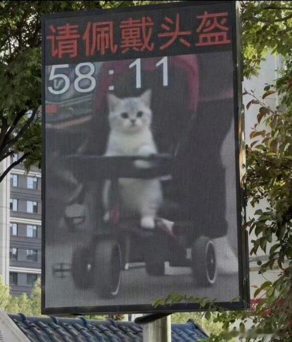 快给小猫买一个
