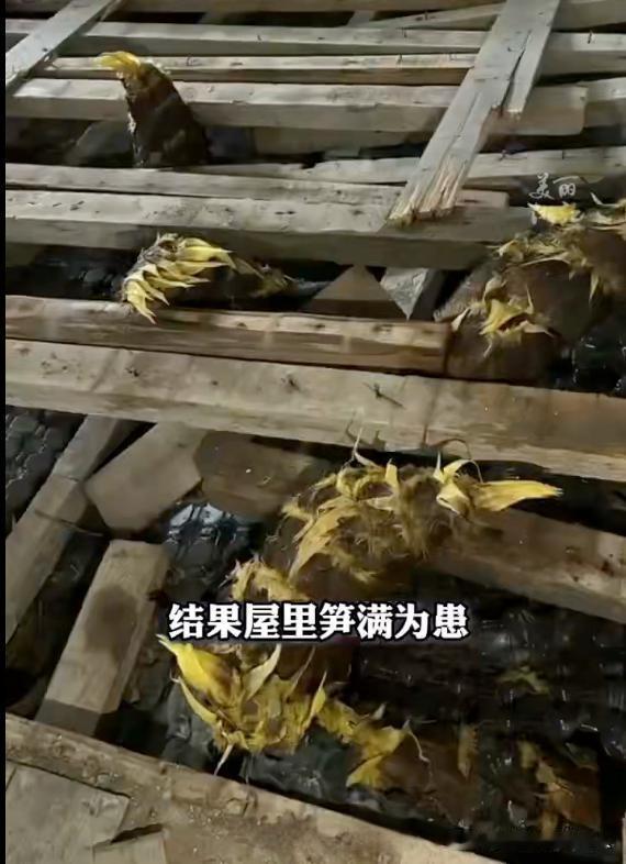 离谱！女子家笋满为患，床被高高顶起，网友：好运上门拦不住​都说踏破铁鞋无觅处，