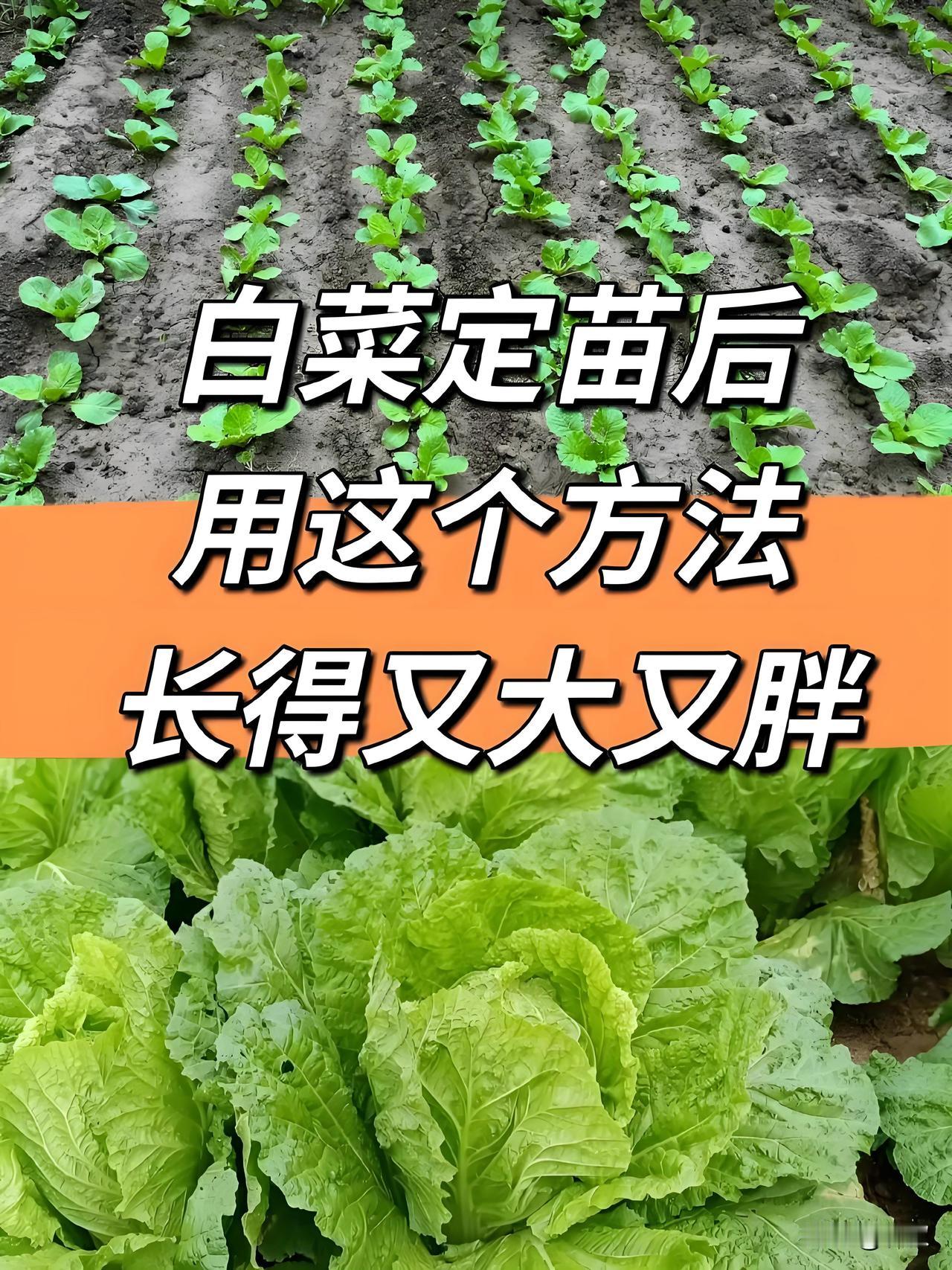 白菜定苗后怎么施肥?白菜定植定苗，算是生长关键节点，施肥千万不能乱施。定苗
