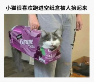 小猫很喜欢跑进空纸盒被人抬起来
