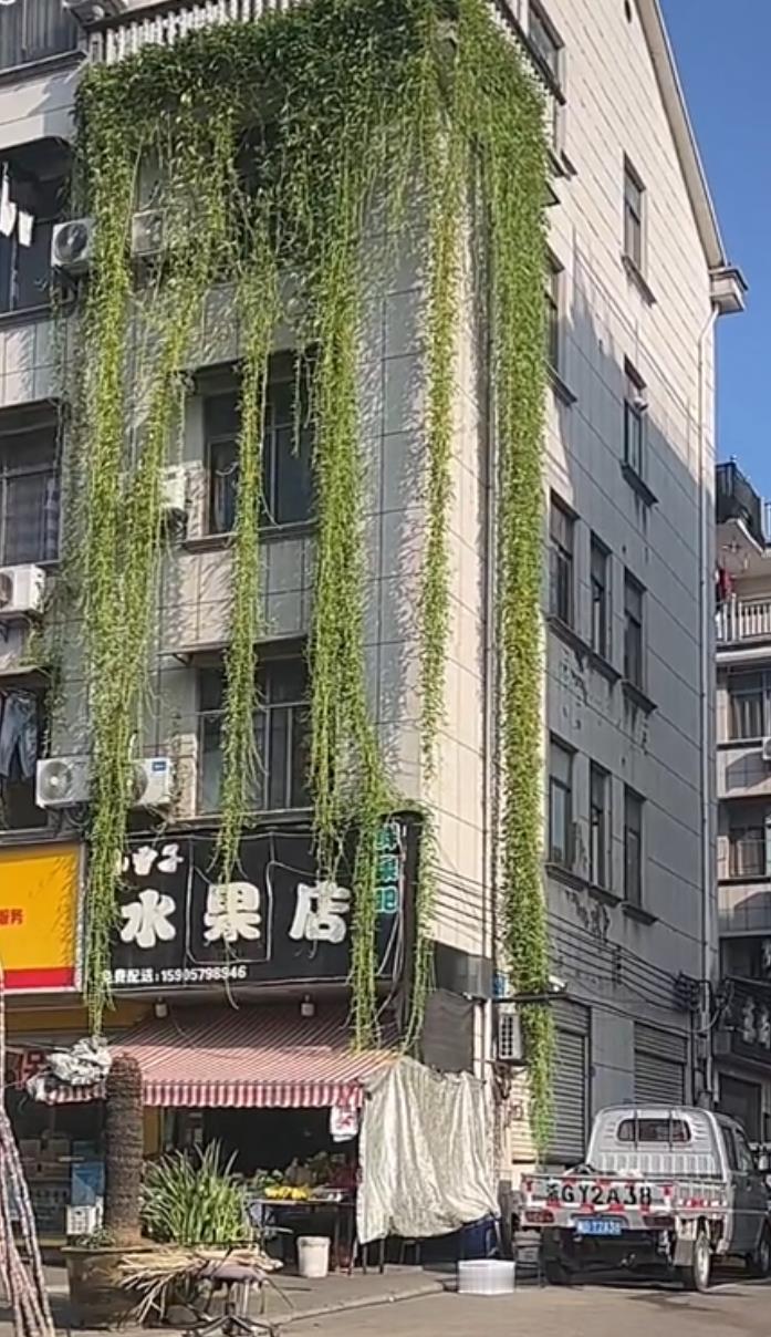 空心菜种成瀑布“爆火”出圈。网友:楼下开窗，掐一把就能实现蔬菜自由。浙江