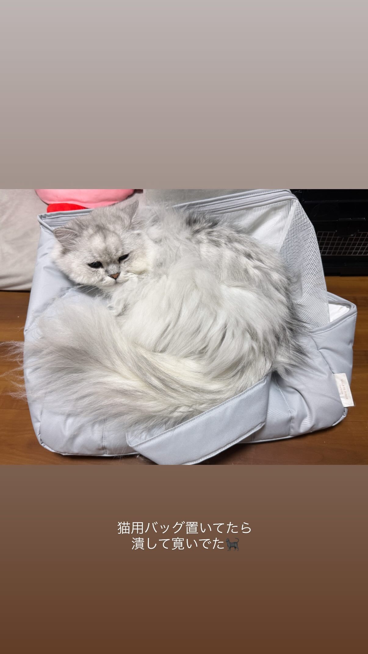 吉田綾乃クリスティー