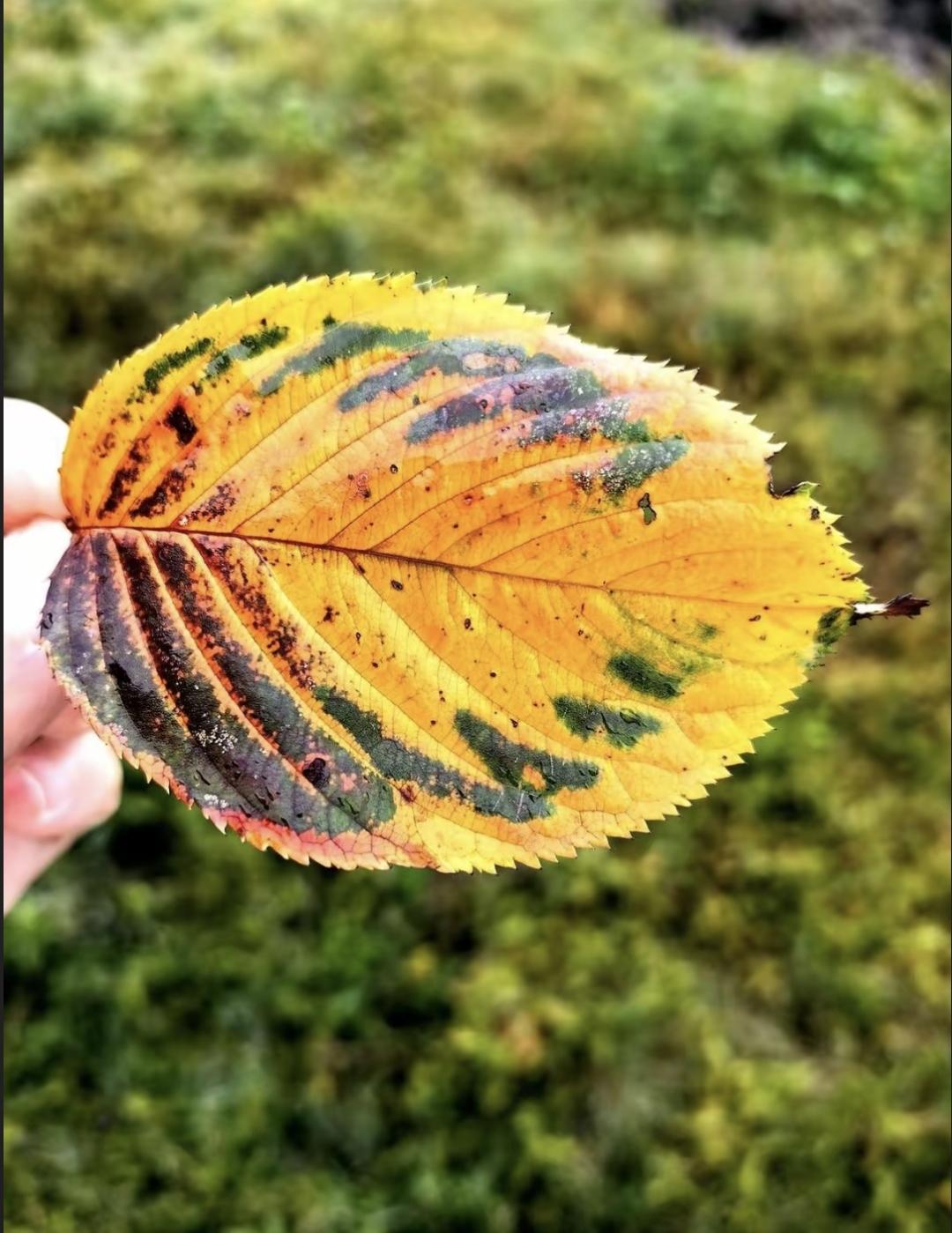 现在年轻人顿顿都是白米饭、炸鸡、奶茶。去体检一半查出脂肪肝，血稠得跟沥青似的。我
