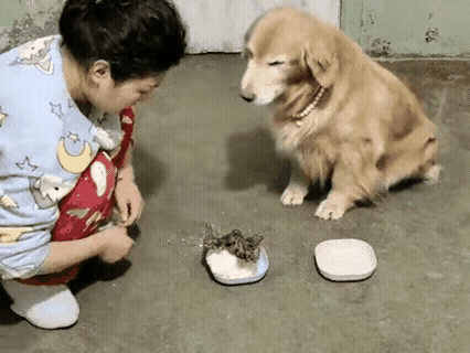 笑不活了！女子啃馒头喂狗鸭腿，狗子的反应笑喷又戳心。一姐们儿拿出一只鸭腿，转