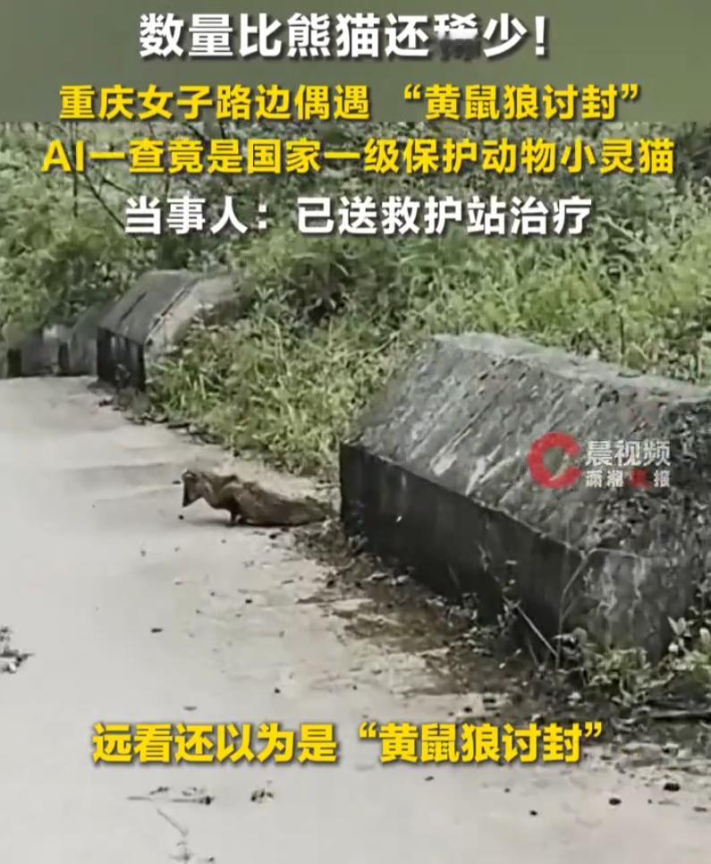 “长得越怪判的越快！”重庆石柱县，女子在路上看到一只小动物，远远望去还以为是黄鼠