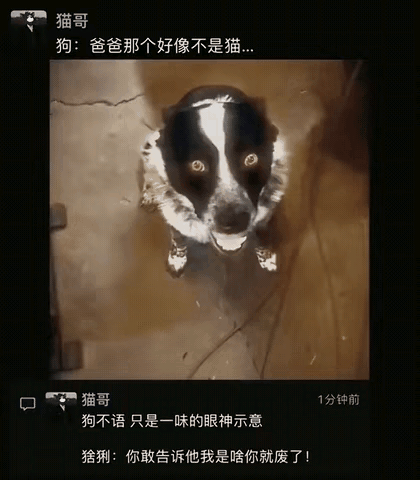 狗子的眼神已经告诉你了，赶紧跑
