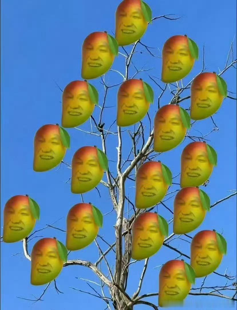 张泽禹芒果树上有芒果，芒果树下臭芒果