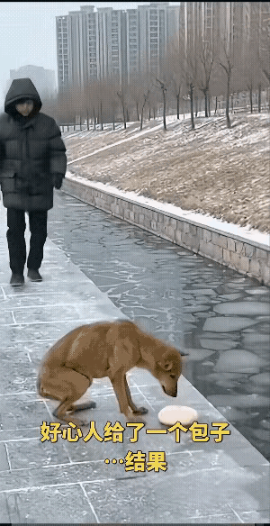 这哪是意外，分明是坏心自带的“反噬buff”！冻得缩成一团的流浪狗刚叼到好心
