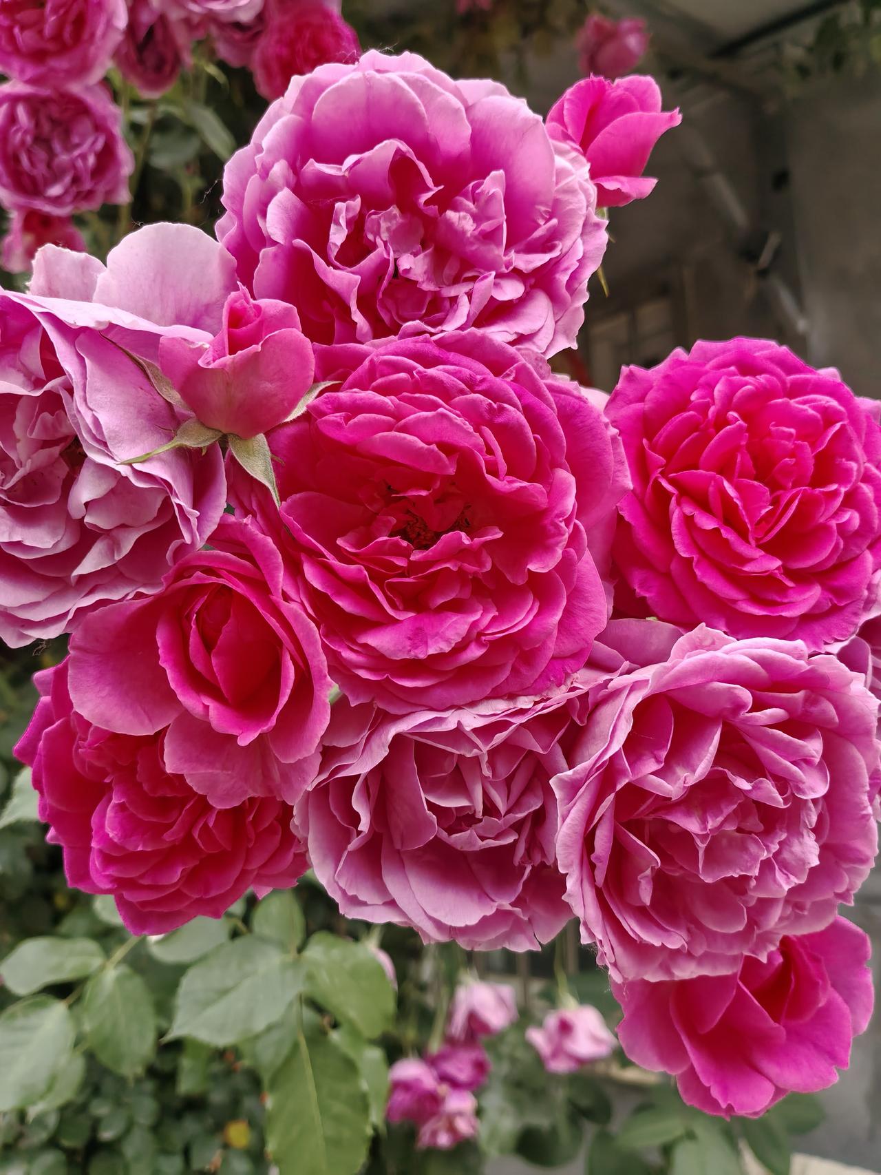 不知道谁家的房门前种了不少月季花，这些月季花长得很独特，这个花瓣儿有道道，那个花