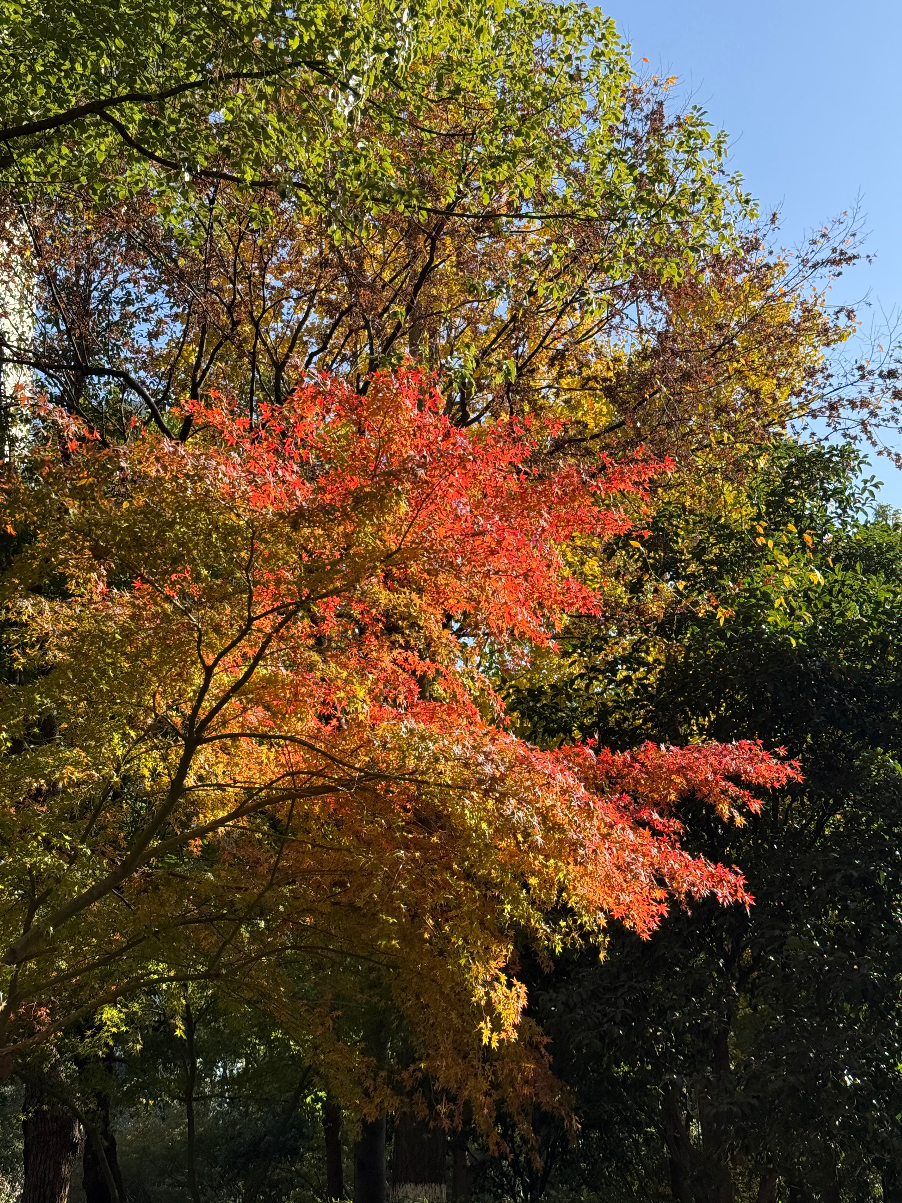 周末西湖的秋景杭州