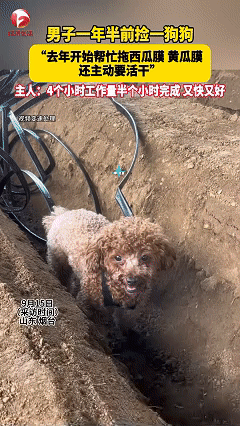 “解释不清了！”男子正在干农活，无意中发现自家狗狗竟有