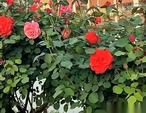 还没拿到退休金，先拿到了确诊单。这话听着太刺耳，可今天跟母校老师吃顿饭，我的心