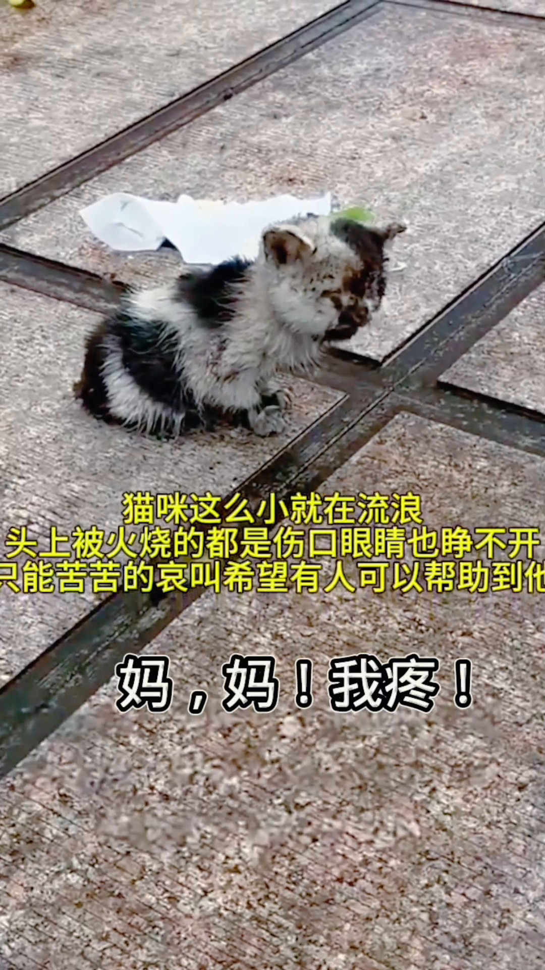 猫咪这么小就在流浪。头上被火烧的都是伤口。眼睛也睁不开。只能苦苦的哀叫，希望有人