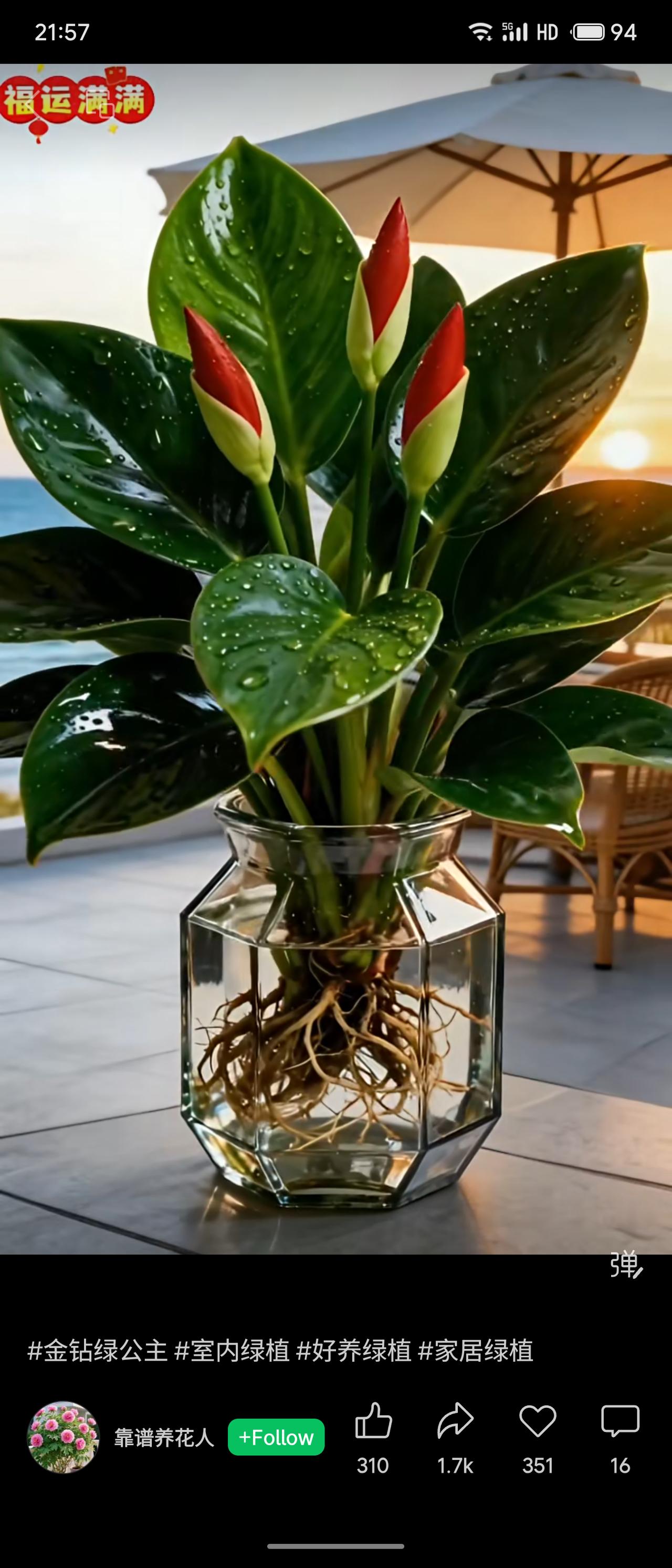 晒图笔记大赛福运满满，主打金钻绿公主，号称室内好养绿植，适合家居摆放，靠谱养花人