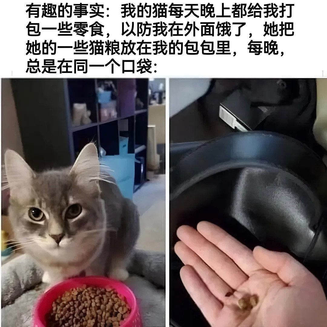 辛苦了两脚兽铲屎官​​​