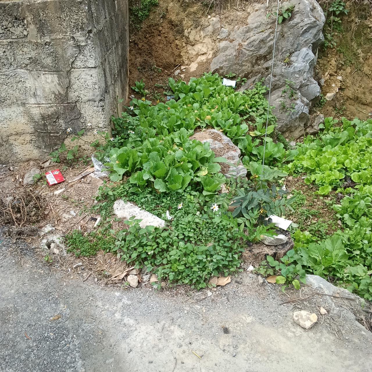 走在巴马乡村的任何一条街道上，你会看到只要有一点点空地都被人们开发出来种上了菜（