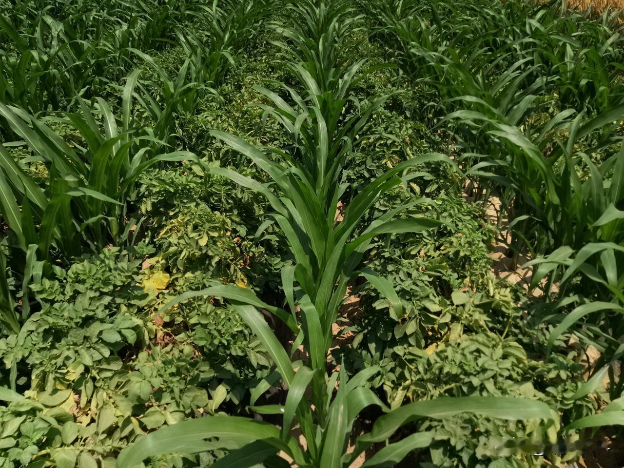 目前，市场上推广的玉米田苗后除草剂，由于使用多年，除草效果越来越差，一旦使用不当