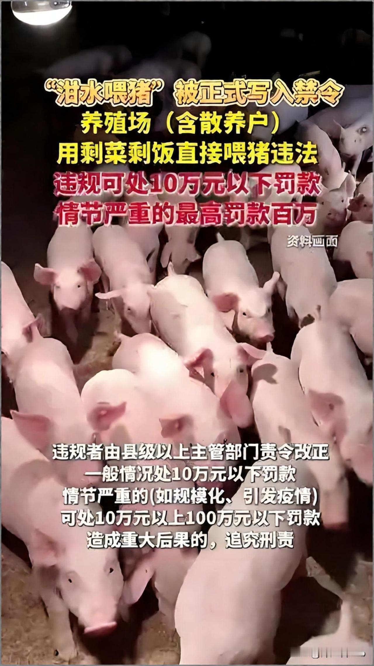 “泔水喂猪禁令”是哪个专家提出来的？？真相让人万万想不到。看到这种有点搞笑的
